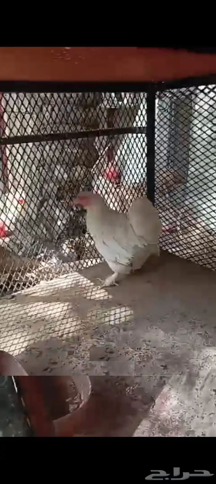 دجاج كوشن 1
