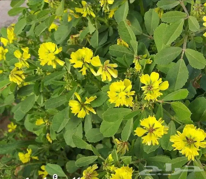 بكج ازهار الربيع البرية عرض خاص 16