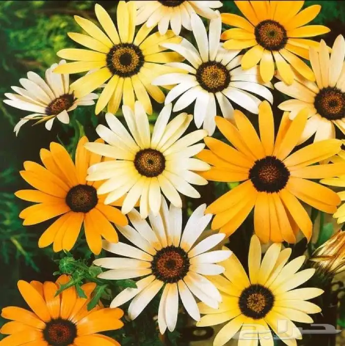 بذور ازهار الوسمي و الربيع البرية 5