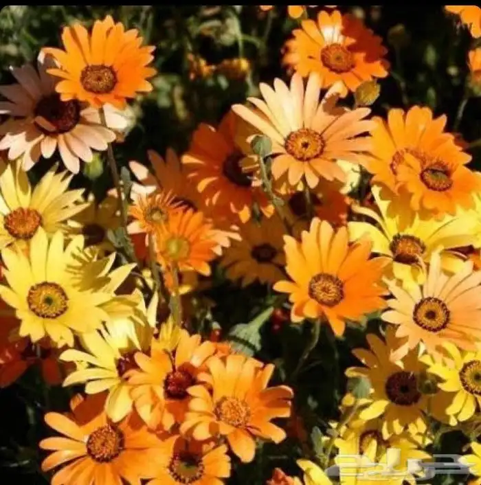 بكج ازهار الربيع البرية عرض خاص 6