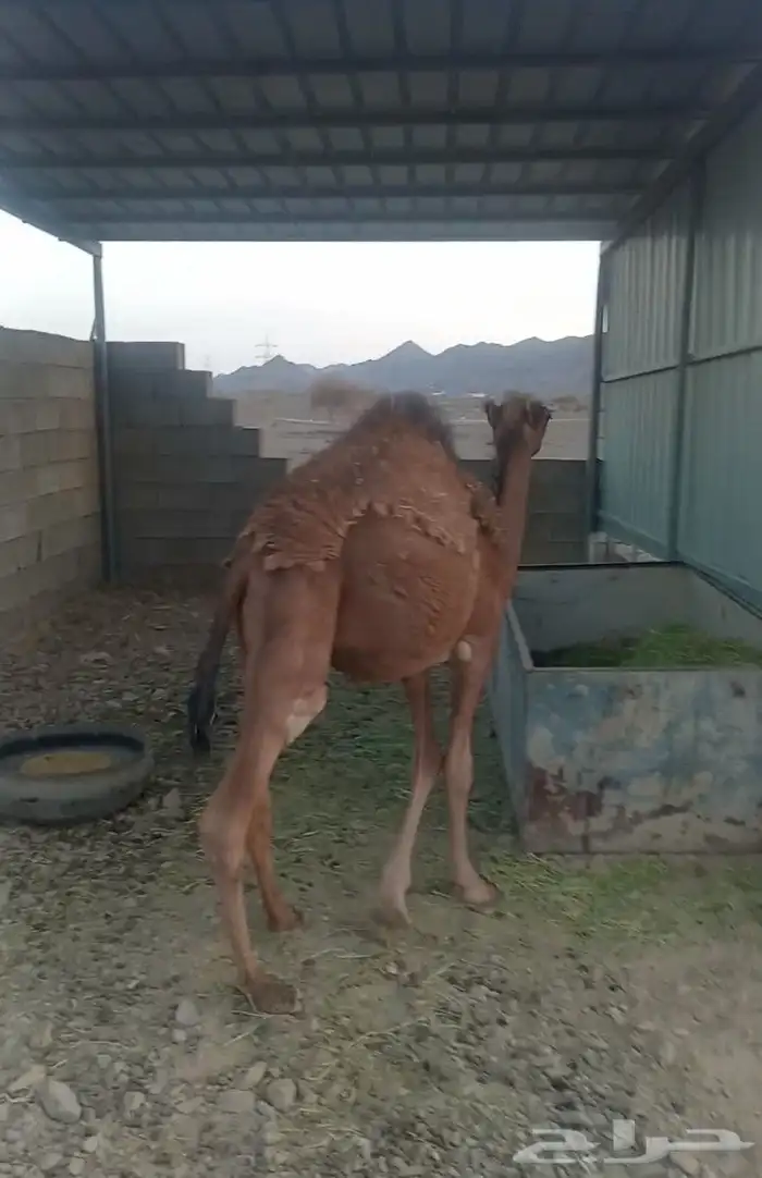 حاشي البيع قعود طيب 1