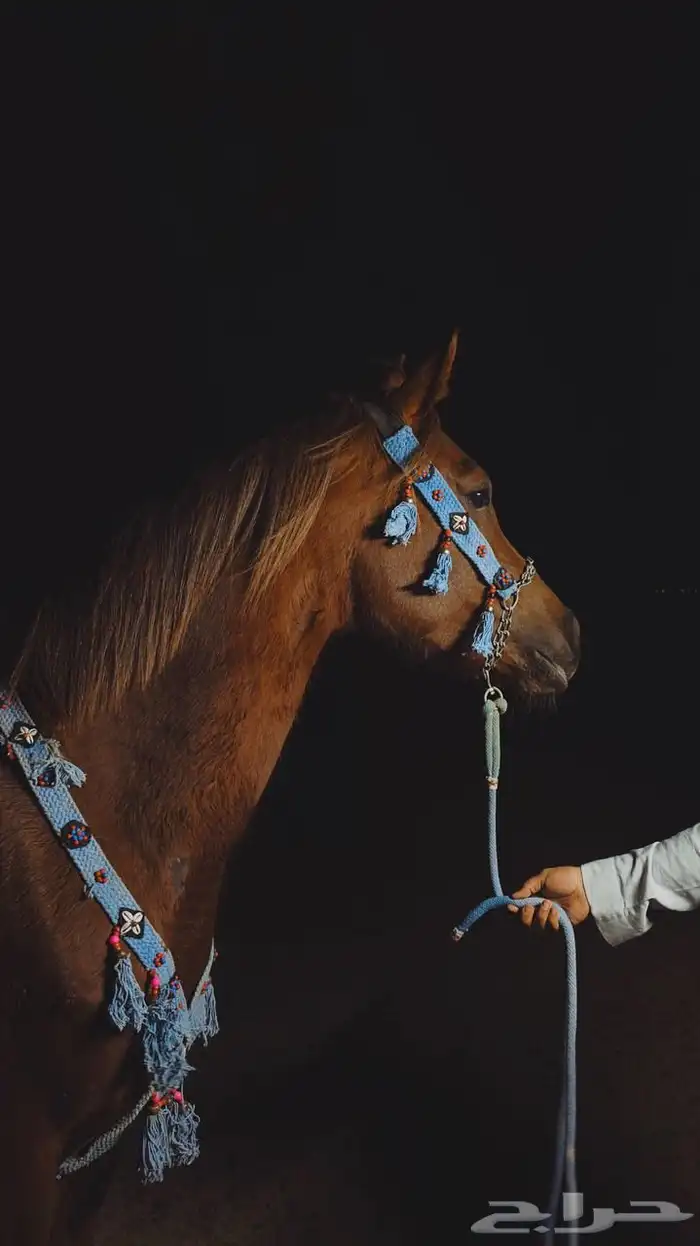 فرس شعبيه فاخره 2