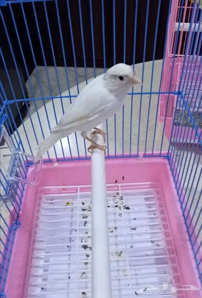ذكور سوري شرط التغريد 4