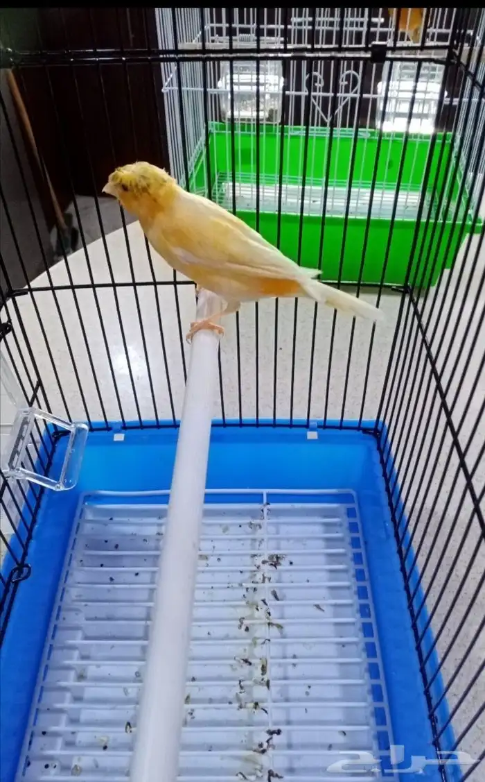 ذكور سوري شرط التغريد 6