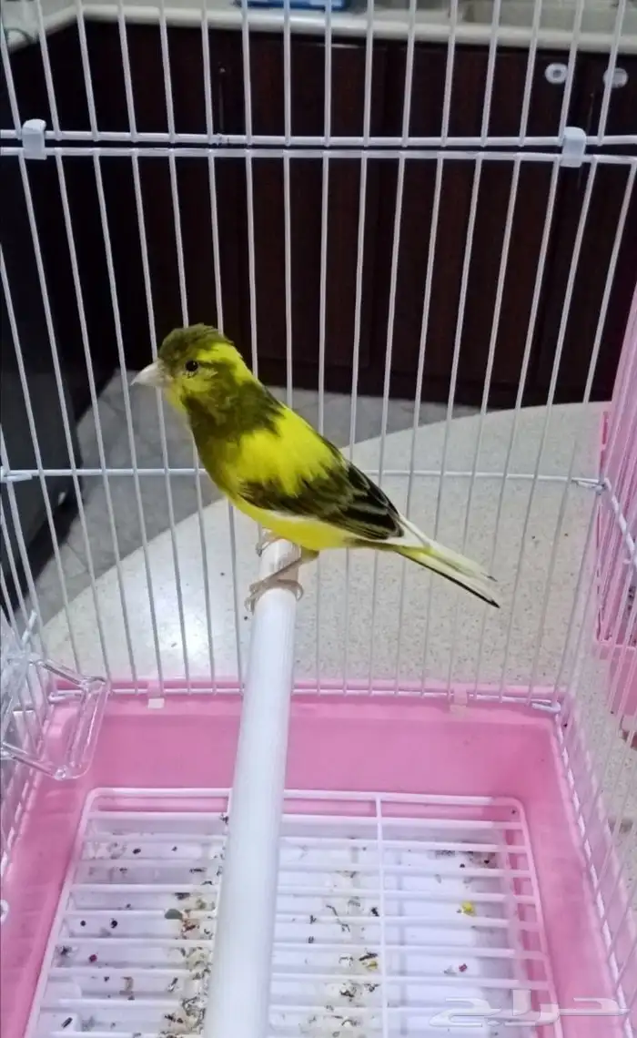 ذكور سوري شرط التغريد 0
