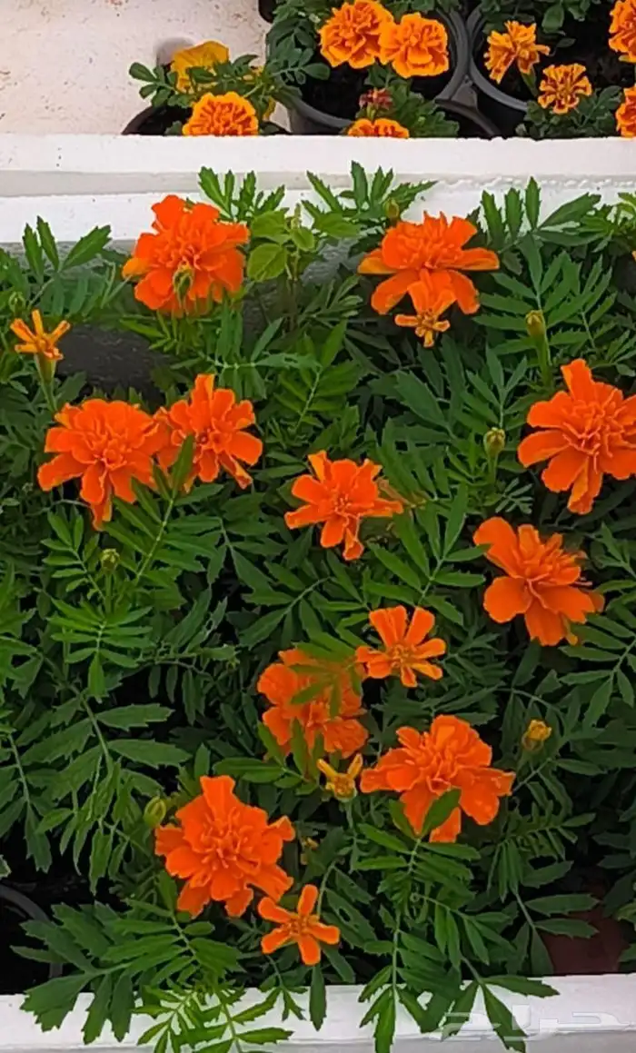 منسق حديق وتركيب جميع شبكات الري العادي والاتمتك 2