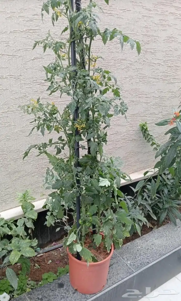 منسق حديق وتركيب جميع شبكات الري العادي والاتمتك 3