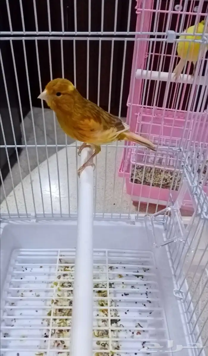 ذكور سوري شرط التغريد 1
