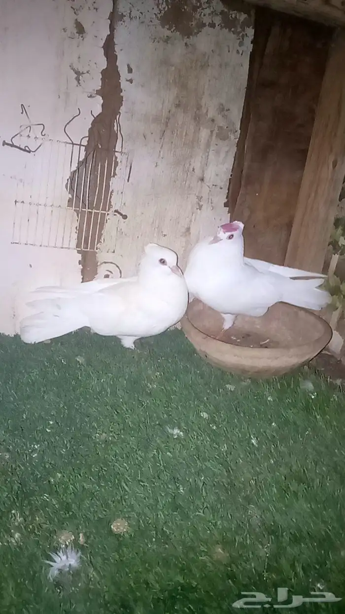 حمام هزازي زوج منتج توصل وتساب 0