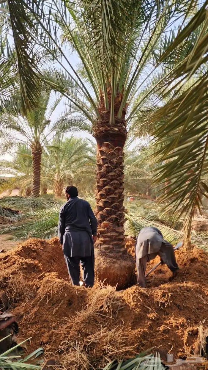 نخل للبيع من جميع المقاسات 0