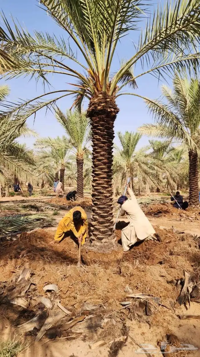 نخل للبيع من جميع المقاسات 1