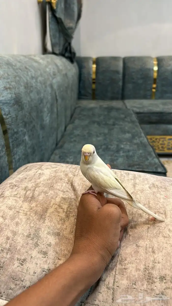 عصفورين بادجي اليفين للبيع 3