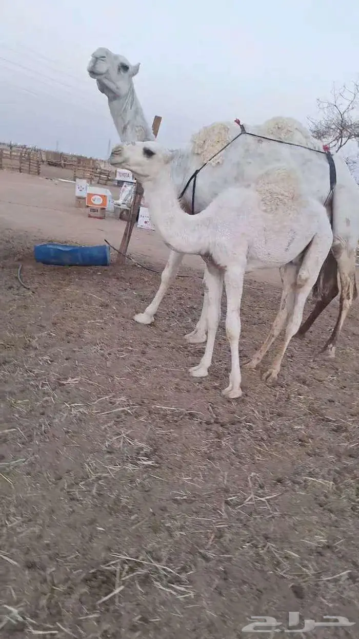 ضرايب تحتها حشوانها قعدان 1