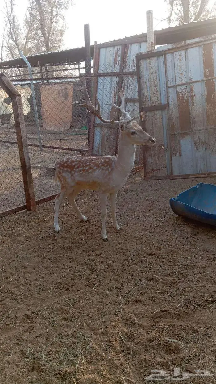 فلودير للبيع 1