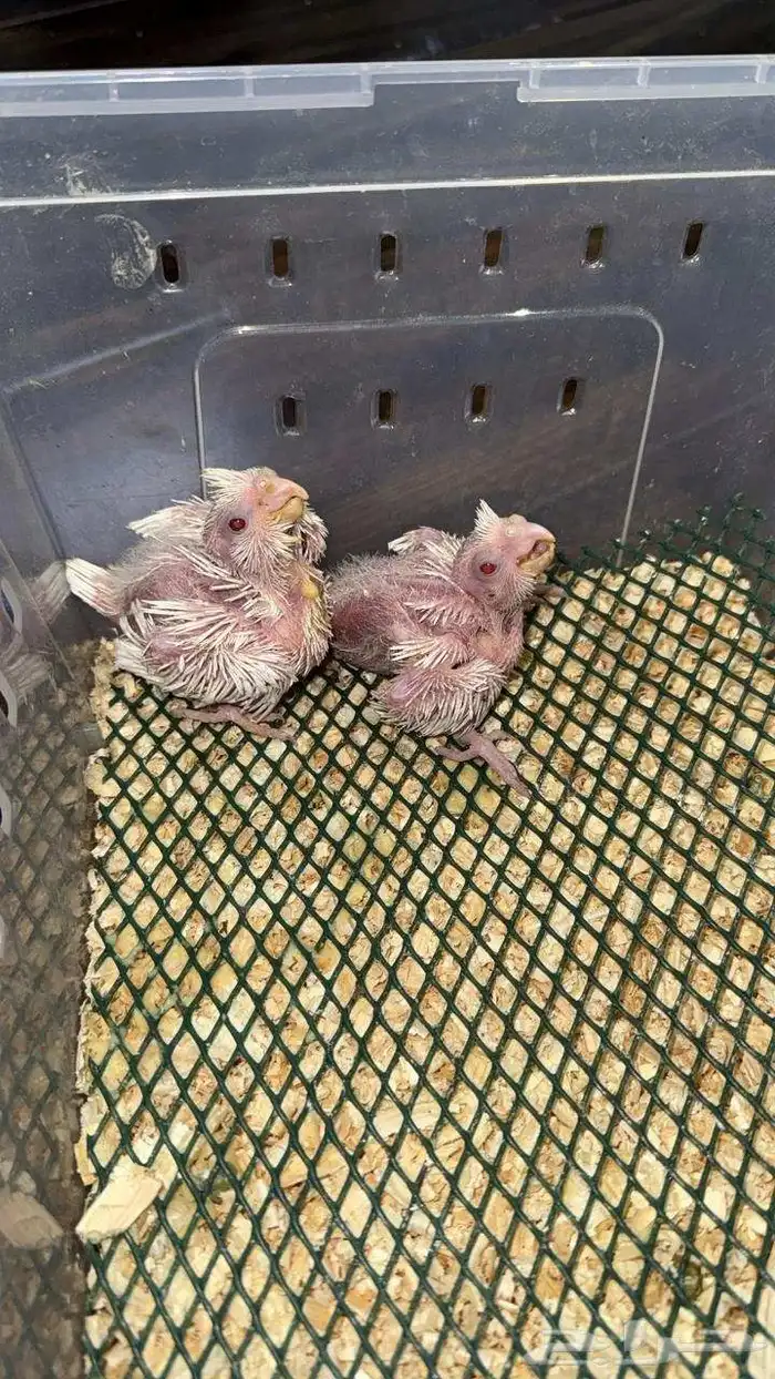 فروخ كروان البينو صافي وفروخ روز 0