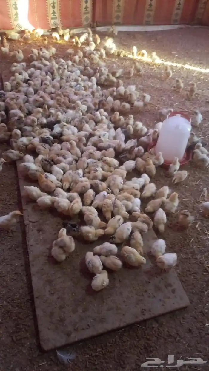 للبيع صوص دجاج   وديكه رومي  وبط بح 2