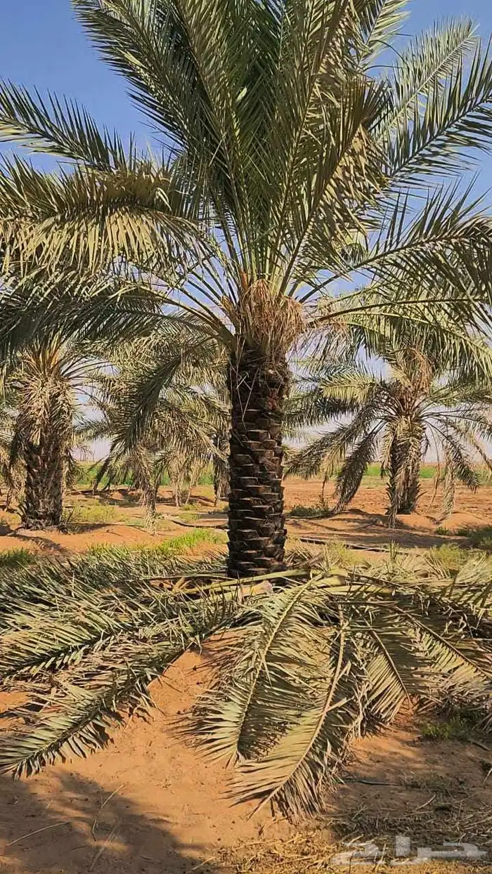 نخل للبيع من جميع المقاسات 3