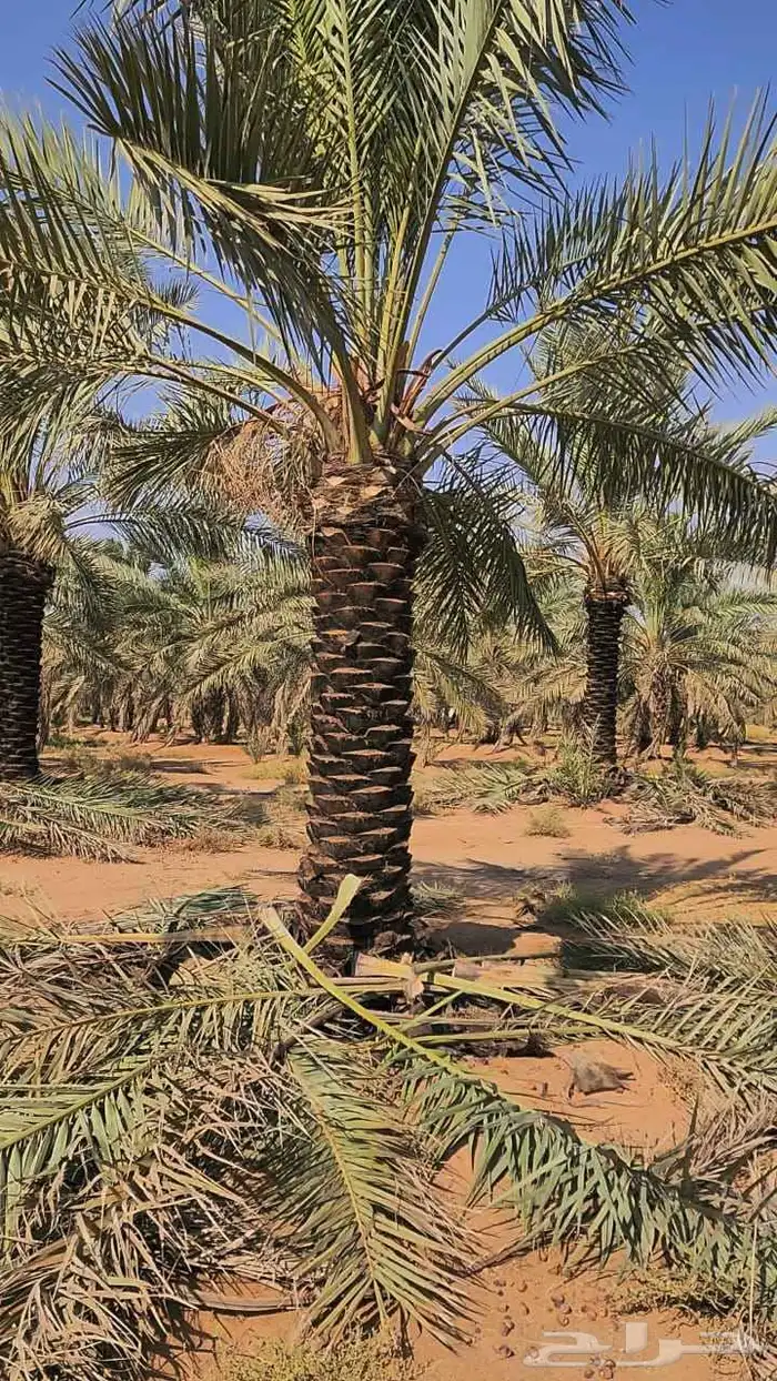 نخل للبيع من جميع المقاسات 11