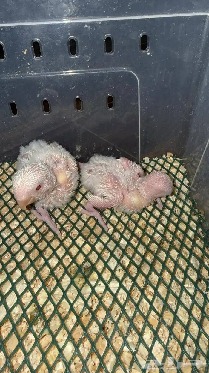 فروخ كروان البينو صافي وفروخ روز 1