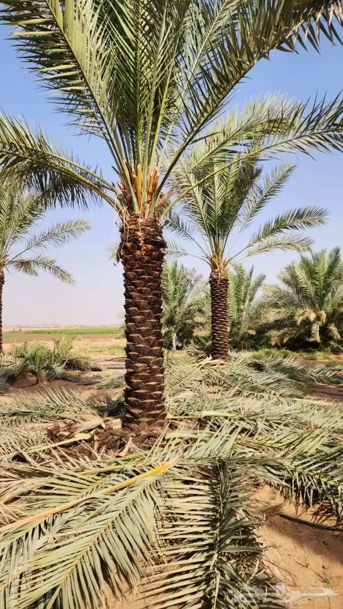 نخل للبيع من جميع المقاسات 6