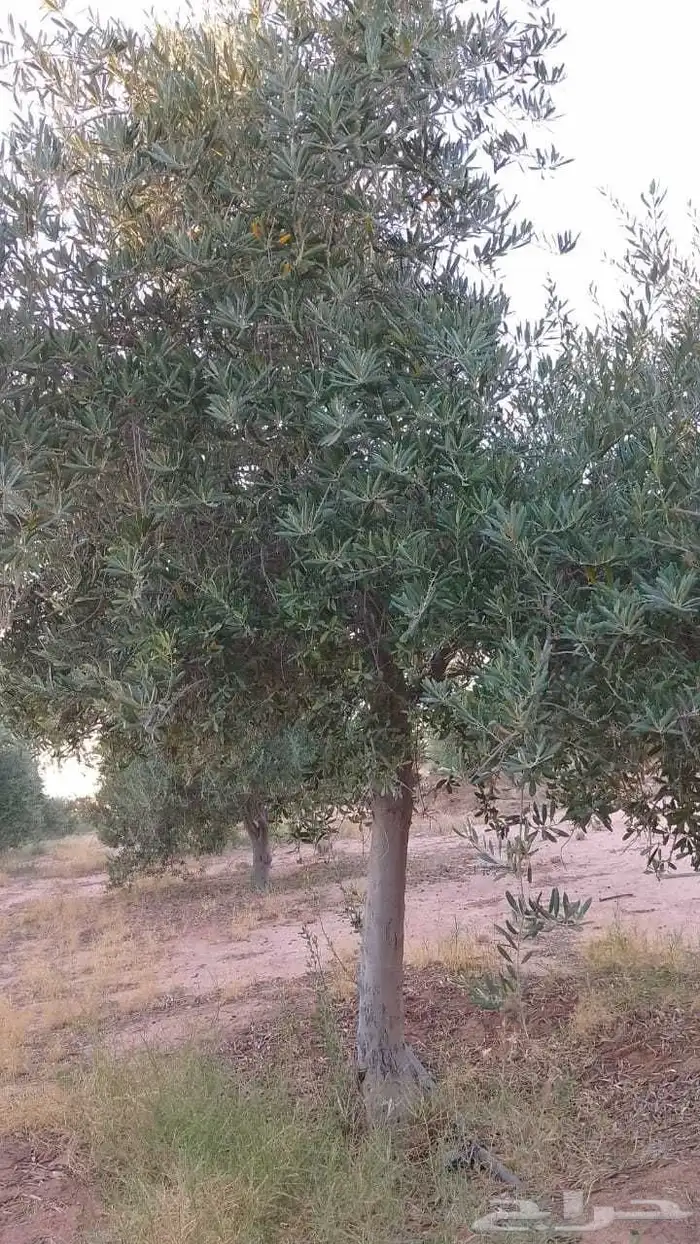 أشجار زيتون مثمر ومعمر بجميع المقاسات ونقوم بتركيب الشبوك 0