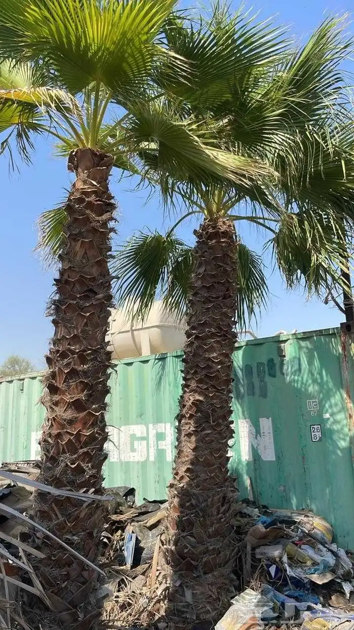 ابوياسين لبيع جميع انواع النخيل البلدي والواشنطن والفسيل 2