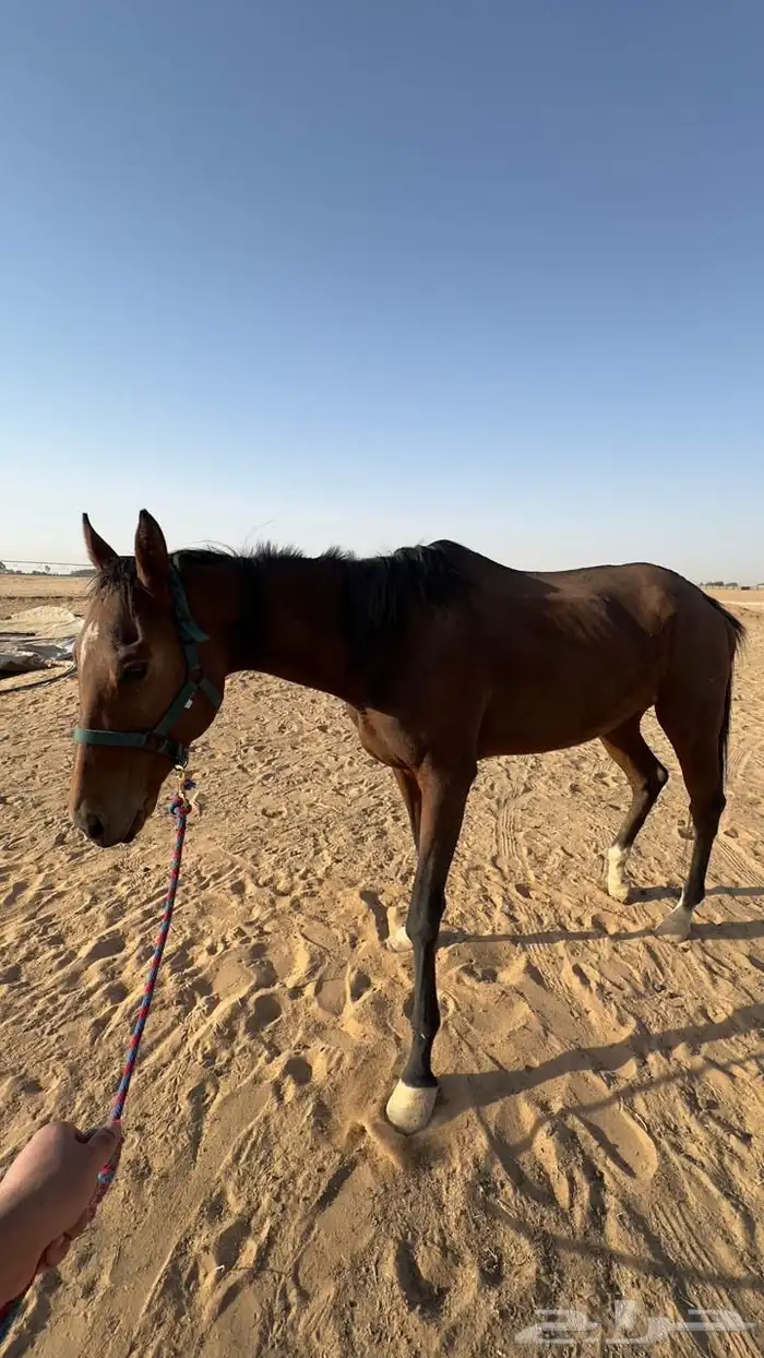 فرس 2