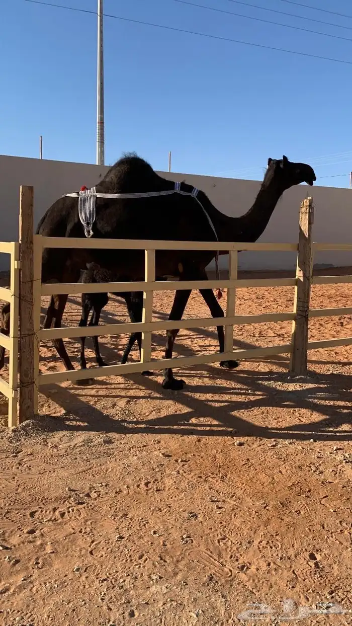 ضروبه مجهم طيبه عند بعارين هيف 6