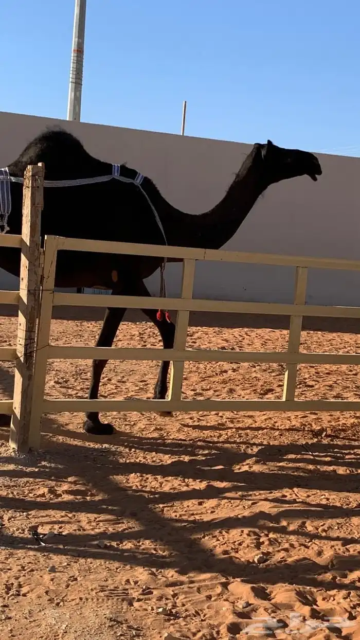 ضروبه مجهم طيبه عند بعارين هيف 9