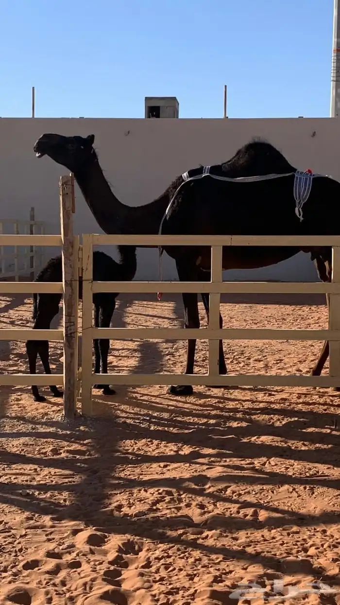 ضروبه مجهم طيبه عند بعارين هيف 7