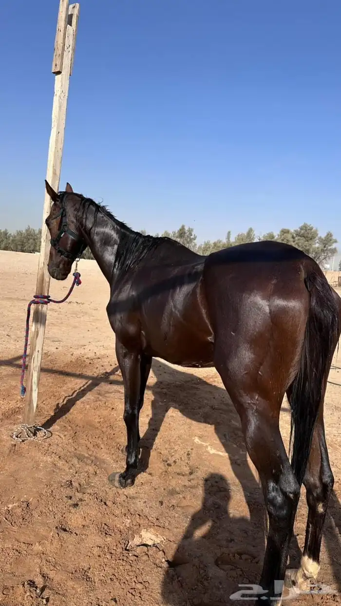 فرس 5