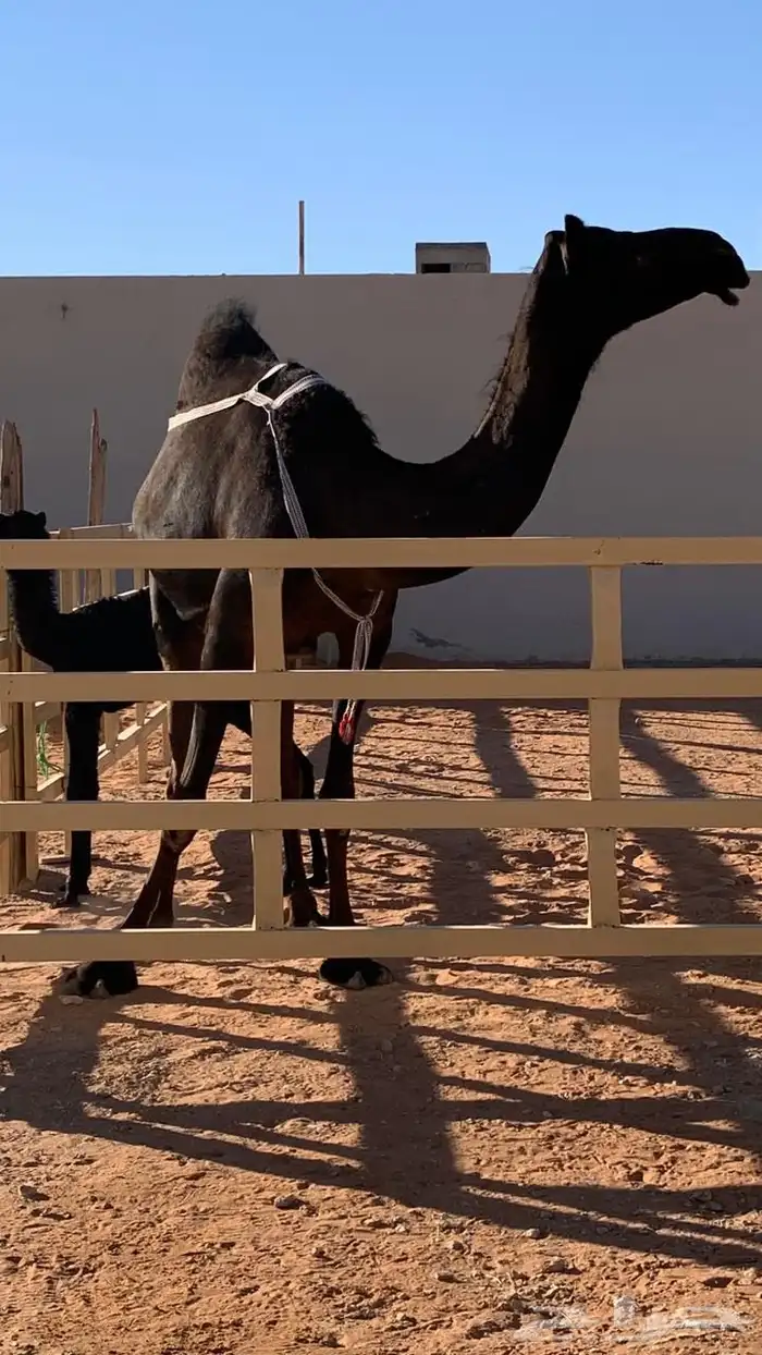 ضروبه مجهم طيبه عند بعارين هيف 8