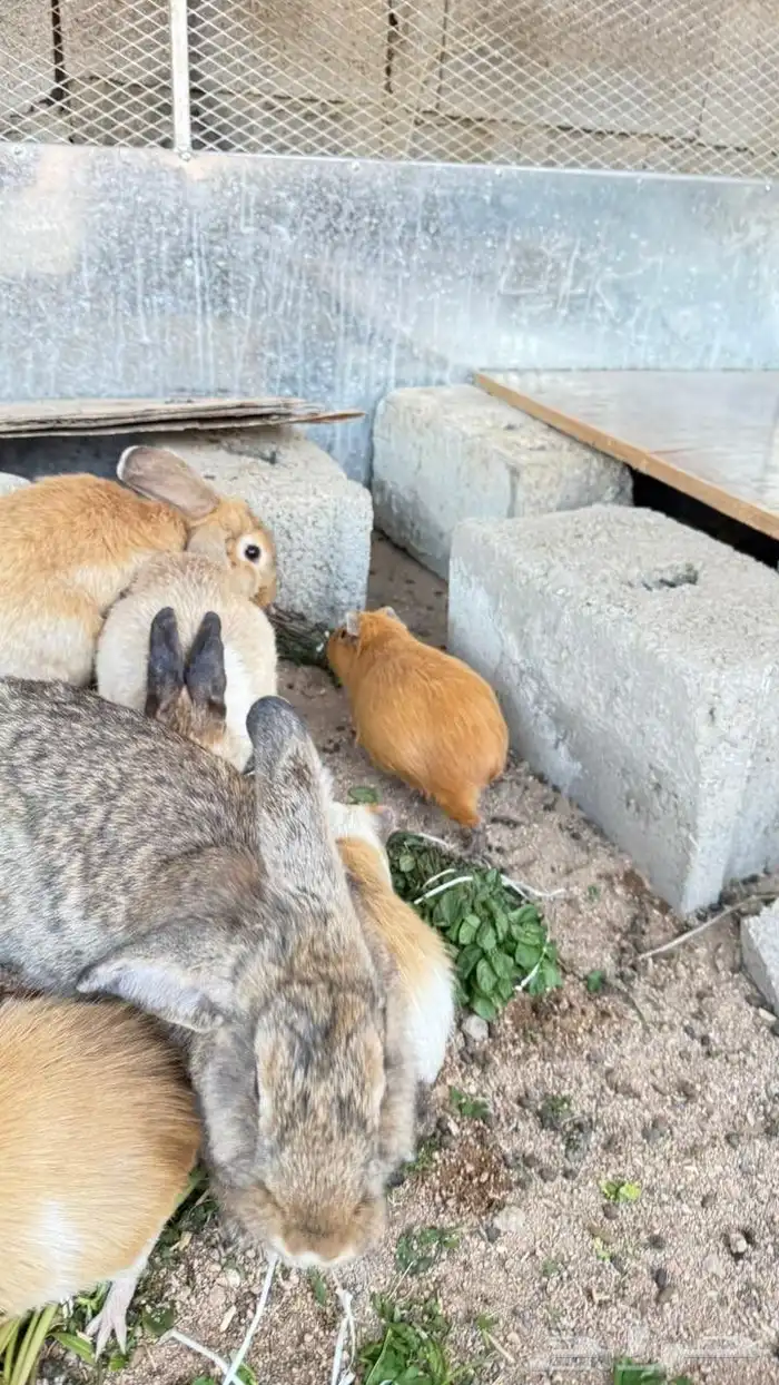 جنبيه مكعب نجراني وأرانب ووبران 1