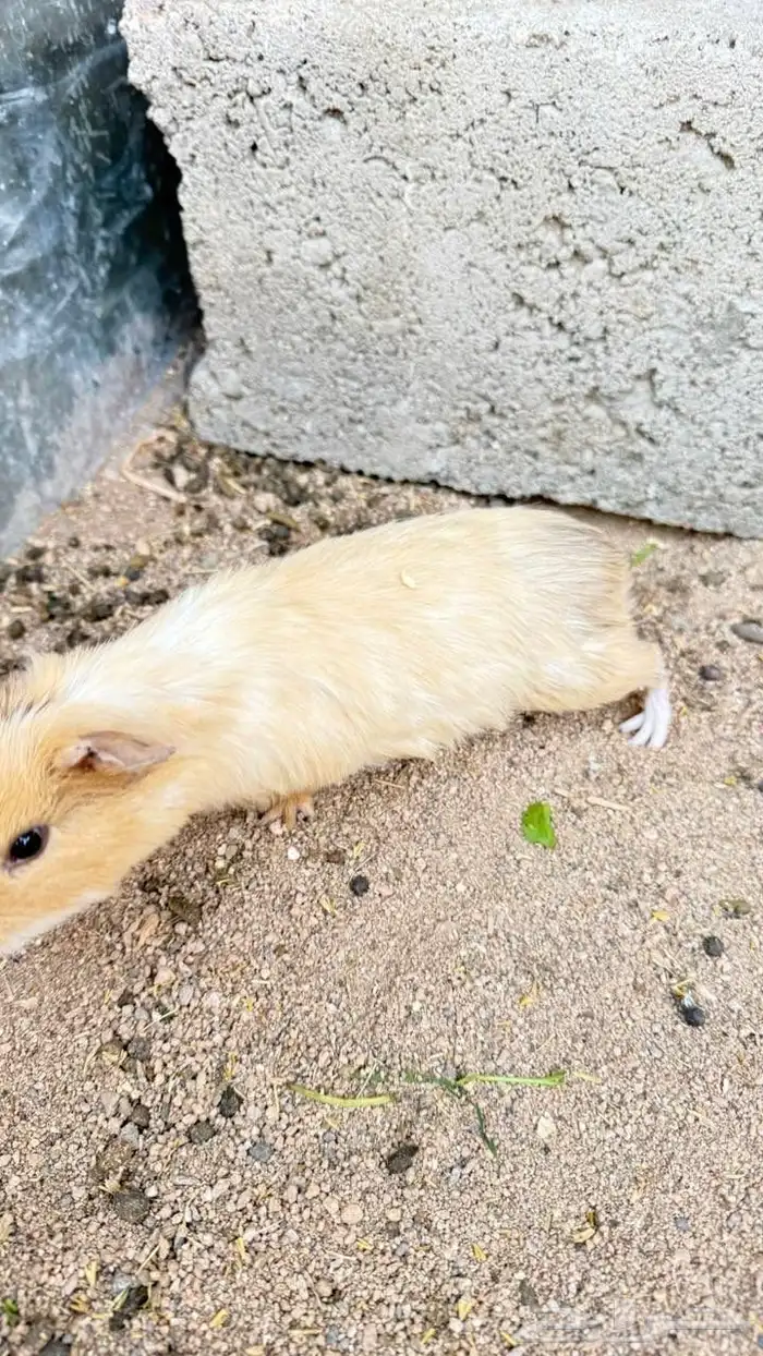 جنبيه مكعب نجراني وأرانب ووبران 7