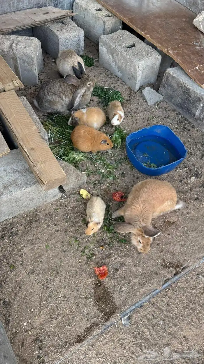 جنبيه مكعب نجراني وأرانب ووبران 8