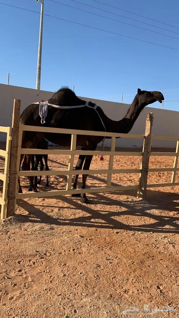 ضروبه مجهم طيبه عند بعارين هيف 5