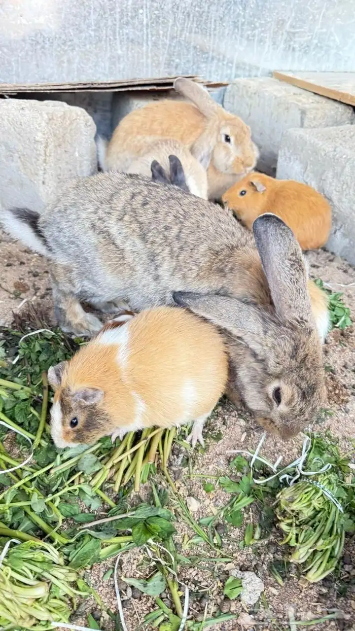 جنبيه مكعب نجراني وأرانب ووبران 4