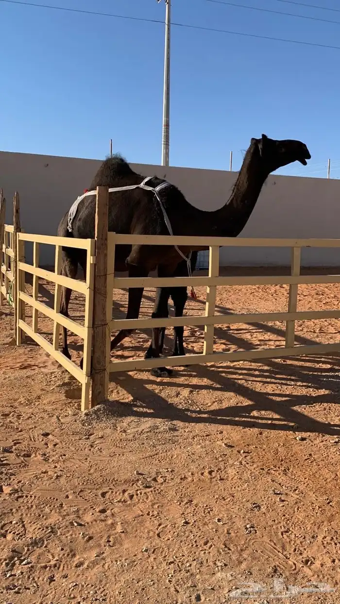 ضروبه مجهم طيبه عند بعارين هيف 3