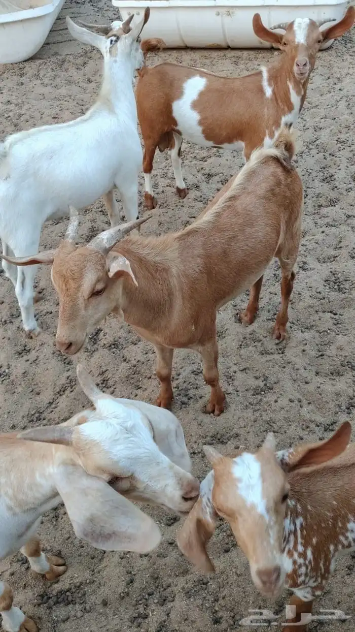 عدد 6 تيوس جنوبيه 0
