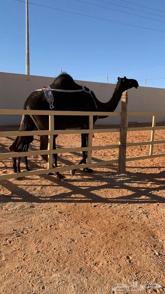 ضروبه مجهم طيبه عند بعارين هيف 4