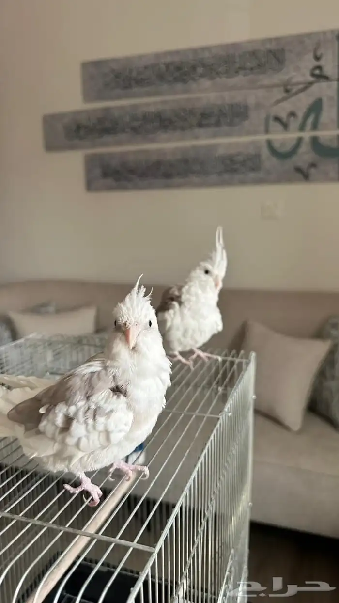جوز كروان 5
