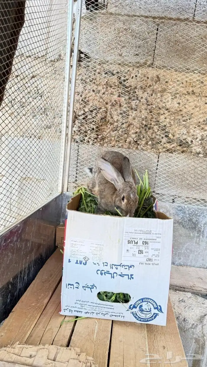 جنبيه مكعب نجراني وأرانب ووبران 6