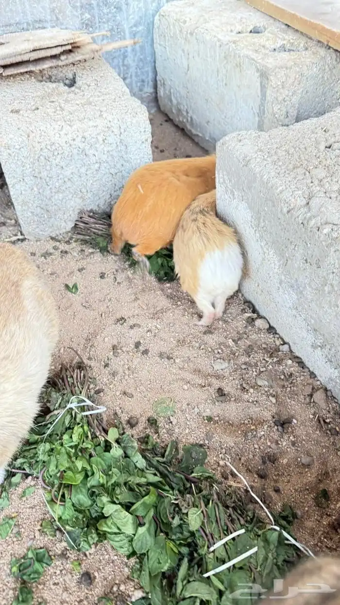 جنبيه مكعب نجراني وأرانب ووبران 3