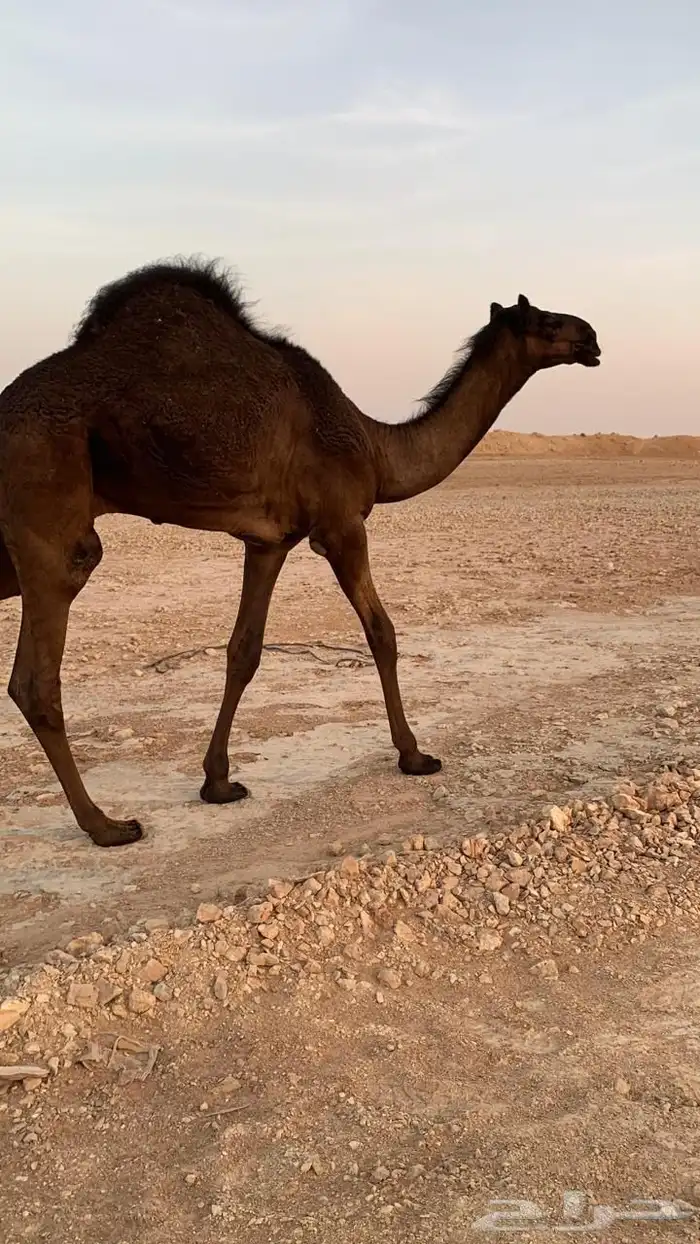 ضروبه مجهم طيبه عند بعارين هيف 11