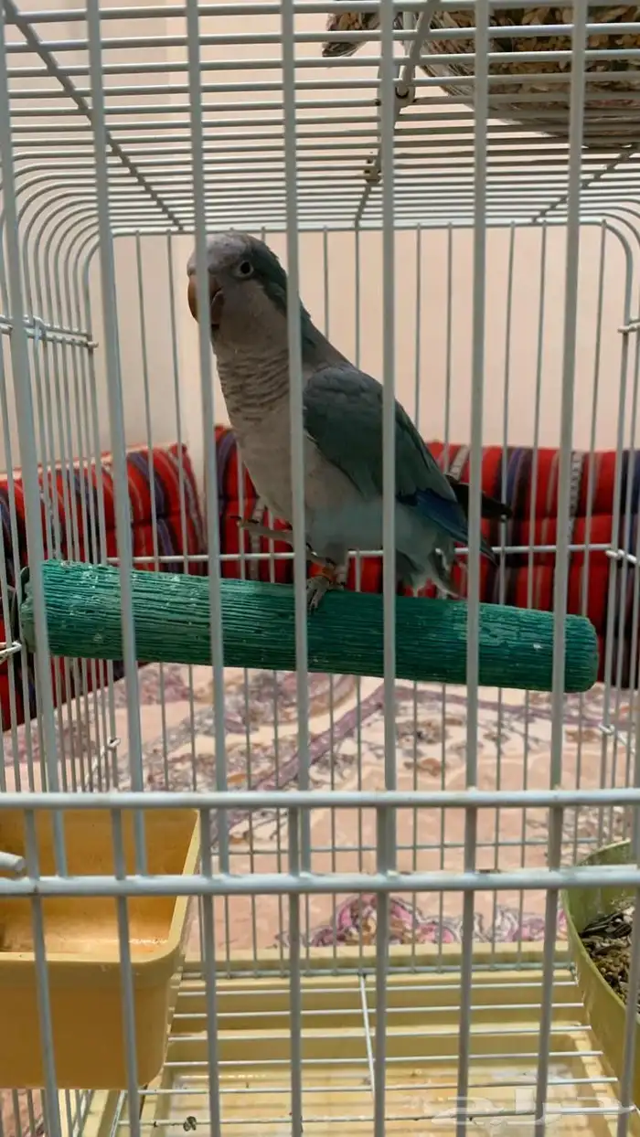ببغا كويكر سليم 0