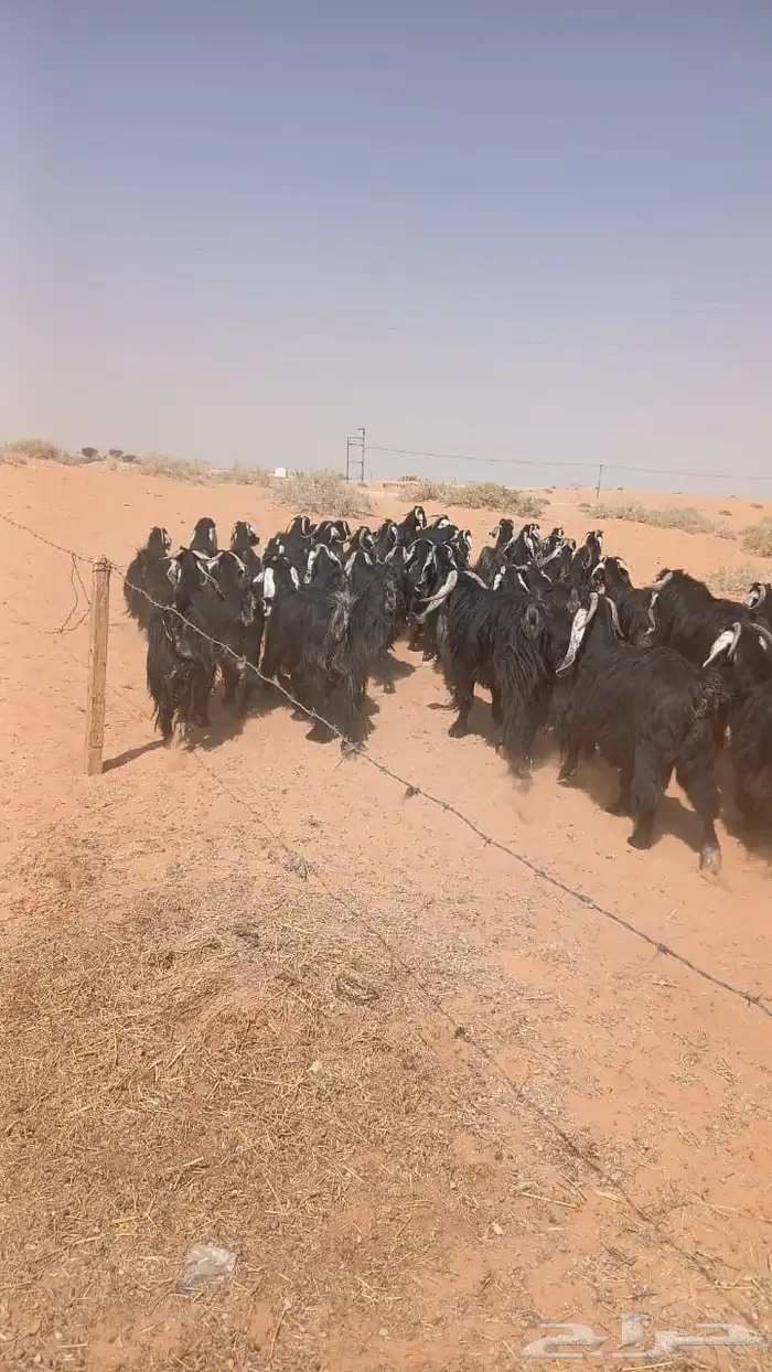 ماعز عارضي 1