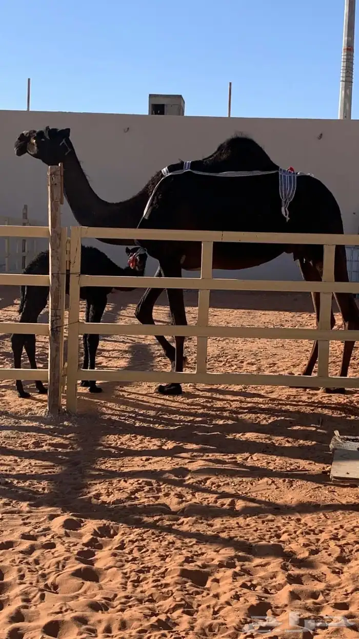 ضروبه مجهم طيبه عند بعارين هيف 10