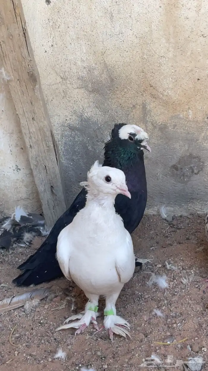 حمام زينه 0
