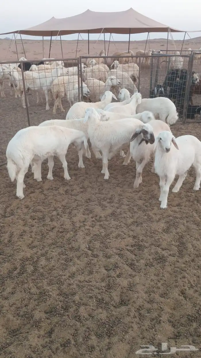 طليان بريه مراح 0