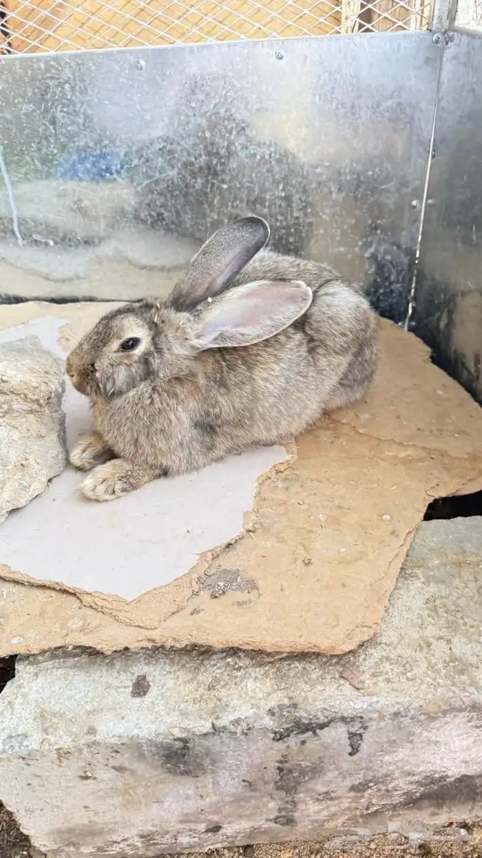 جنبيه مكعب نجراني وأرانب ووبران 2